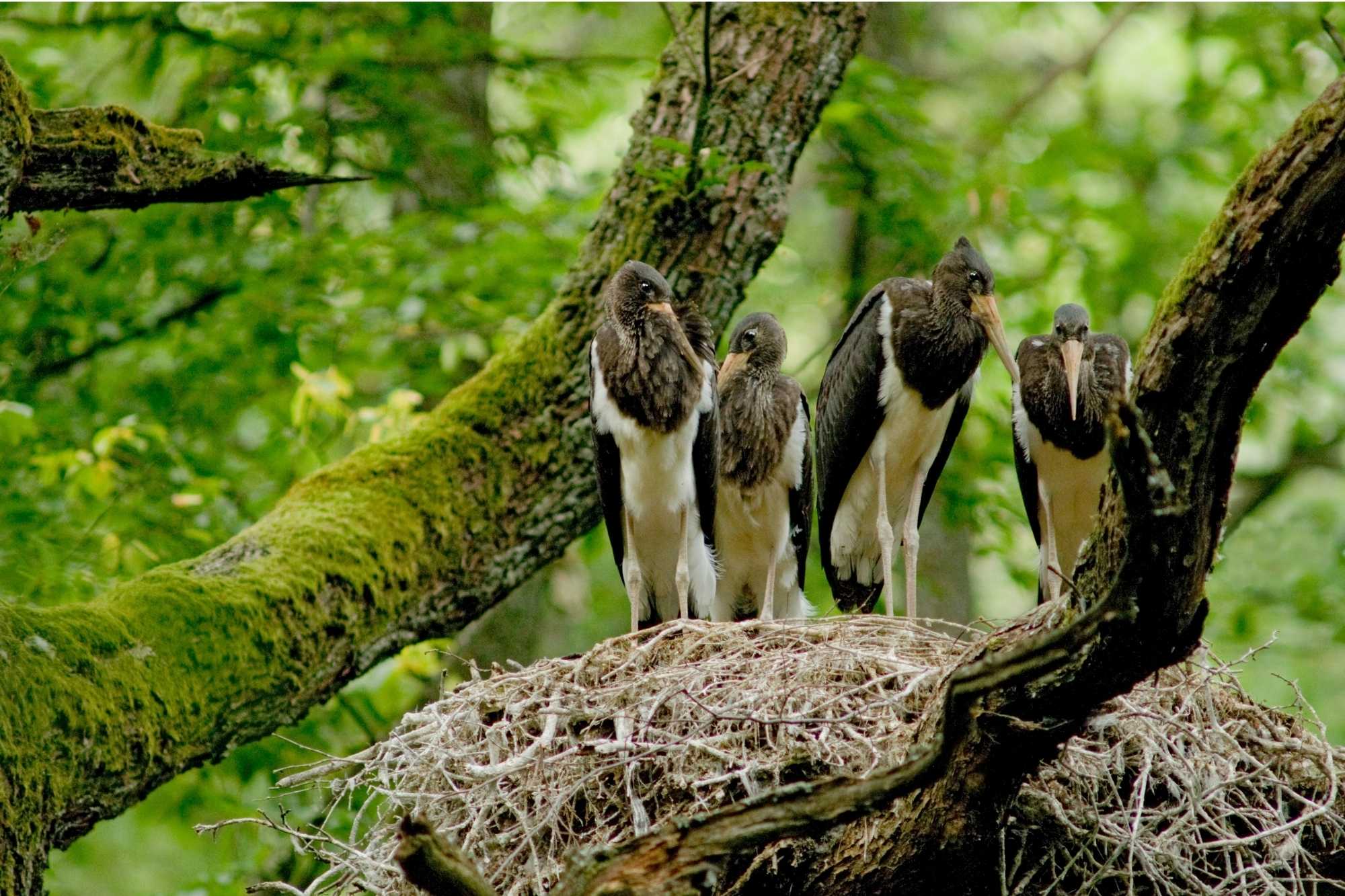 How To Determine Empirical Formula And Molecular Formula